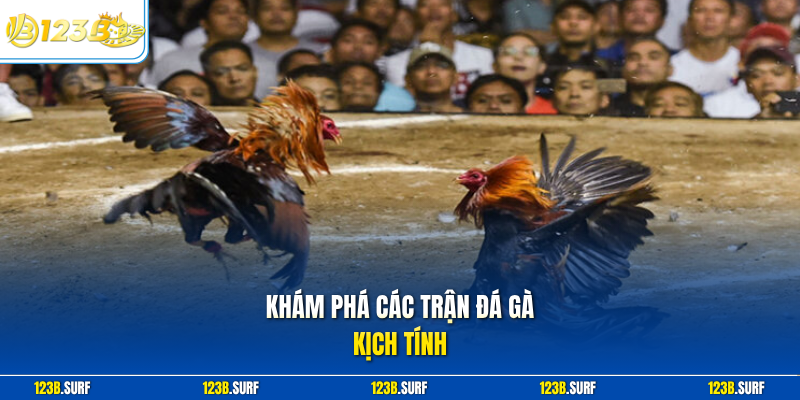 Khám phá các trận đá gà kịch tính