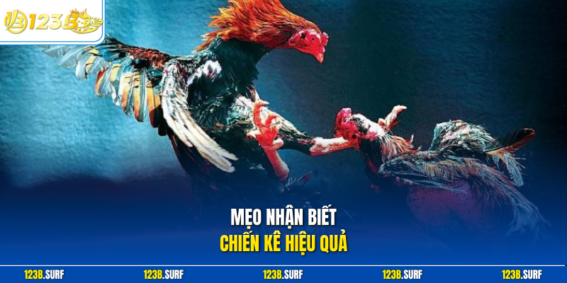 Mẹo nhận biết chiến kê hiệu quả